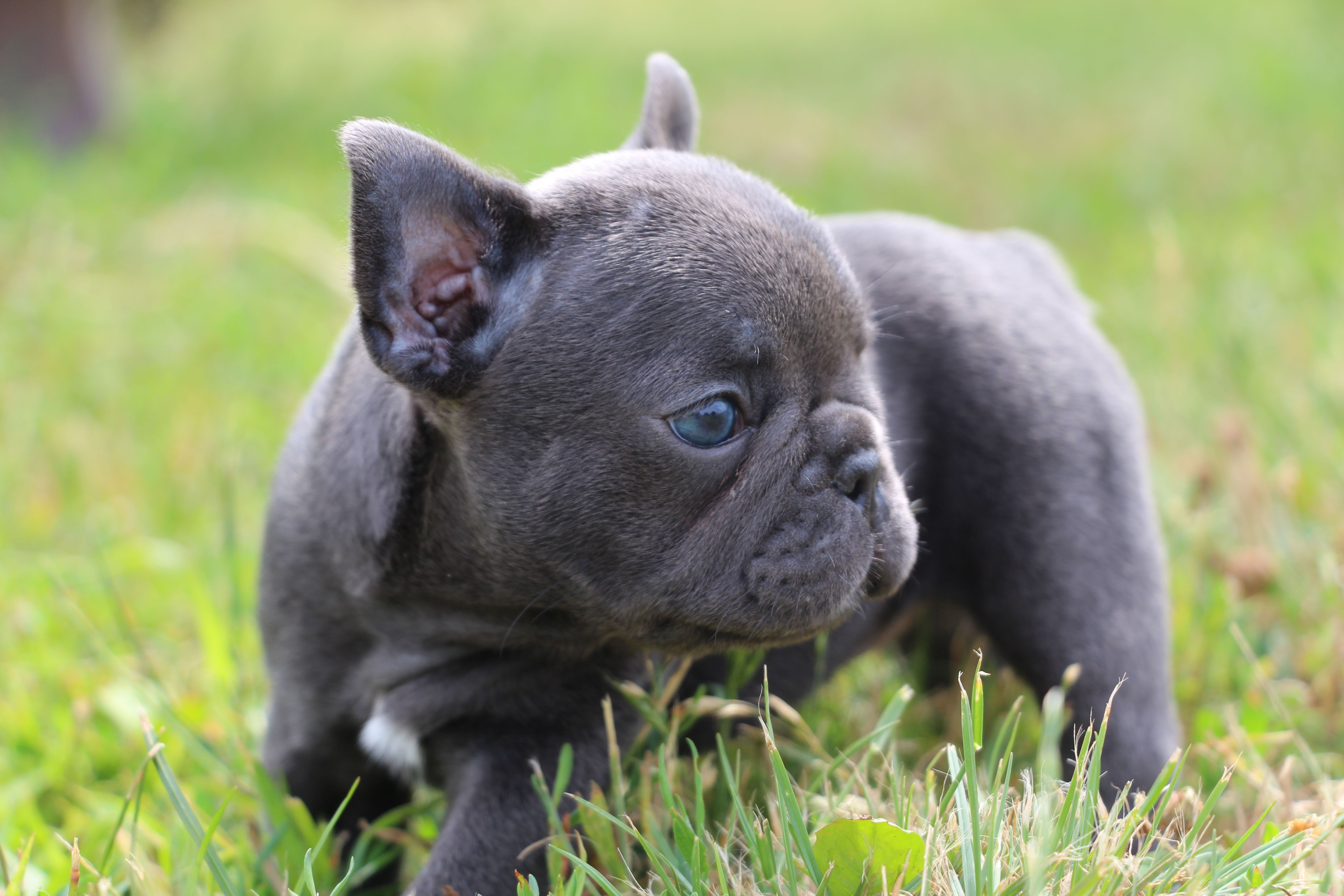 <svg class='pink'></svg> <b>Miss Little Heart</b> <svg class='pink'></svg>